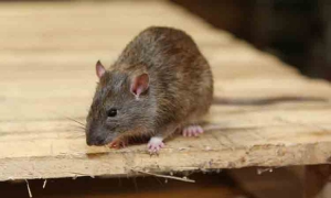 Rodent Control Service in Chennai